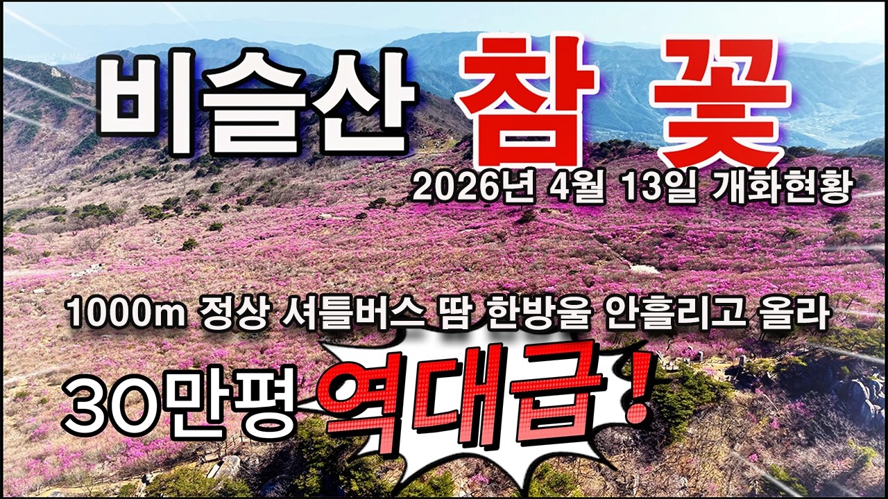 비슬산 참꽃 30만평 역대급 만개 1000m 정상 셔틀버스 타고 쉽게 갑니다/대구 가볼만한곳