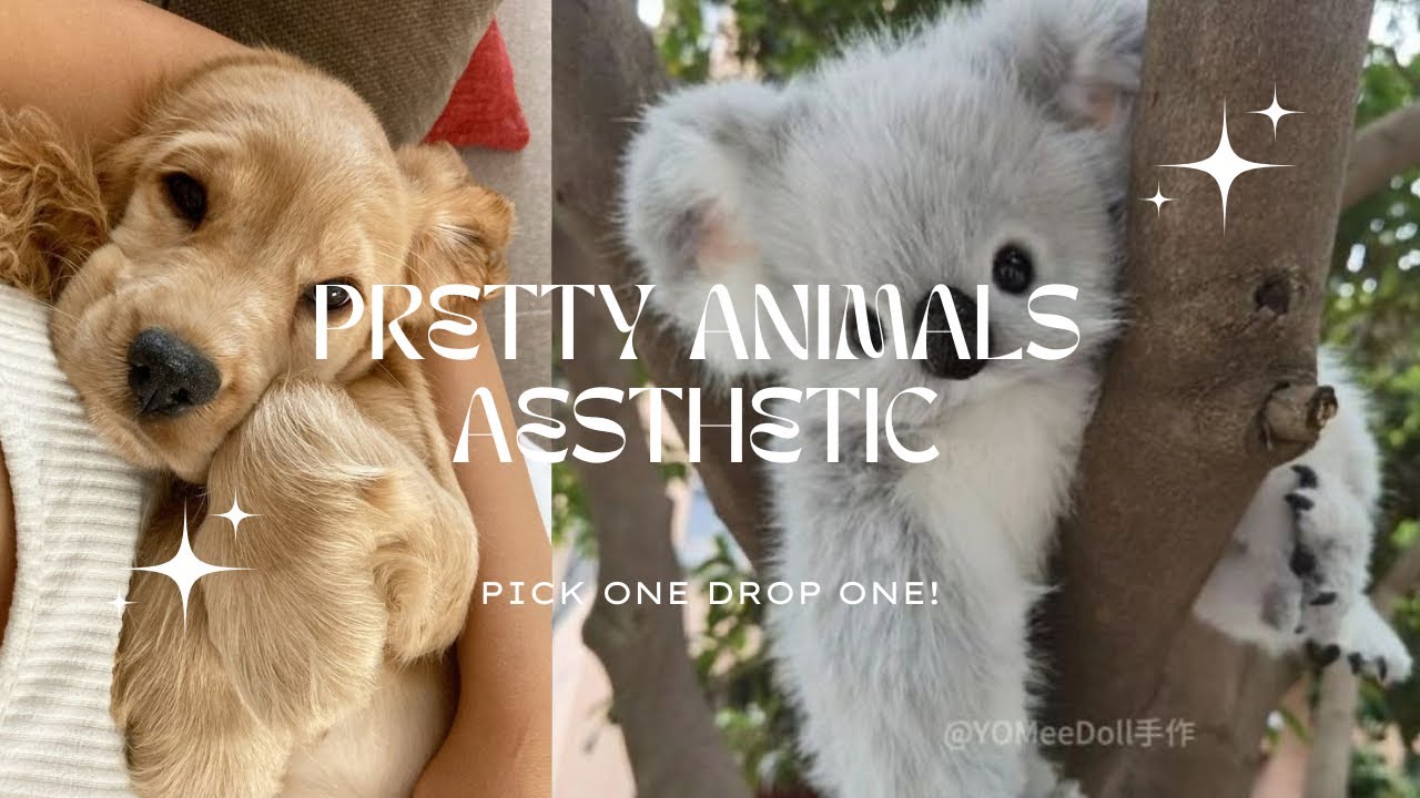 pretty animals aesthetic | pick one drop one