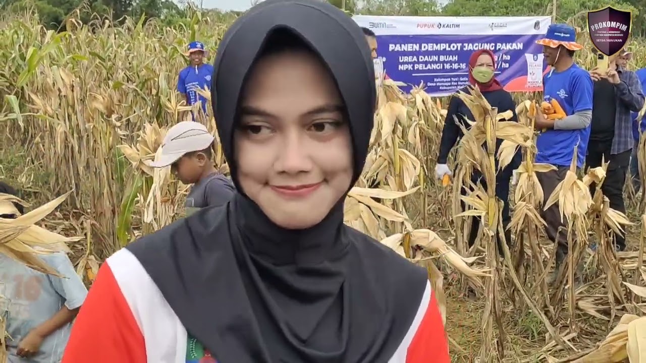 Bupati Nunukan Hadiri Tanam dan Panen Jagung Perdana di Lahan Kelompok Tani Setia Kawan