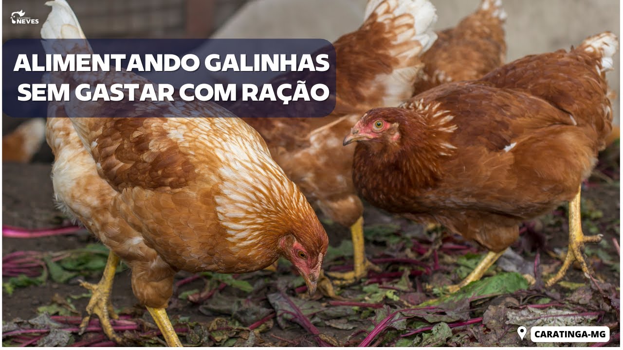 Como um produtor ALIMENTA suas GALINHAS sem gastar DINHEIRO com ração.