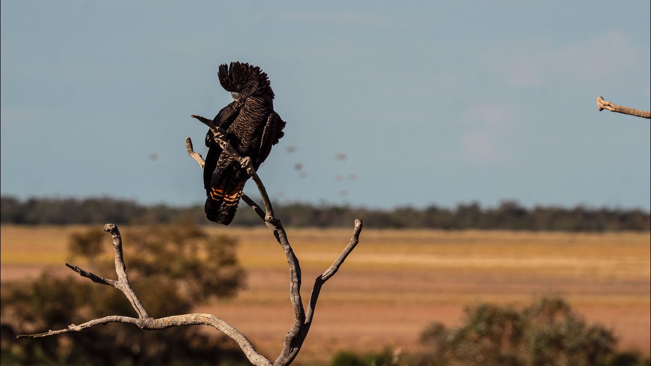 Some Birds of South-west Queensland