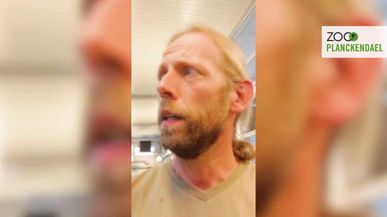 #ZOOsamen - Vlog 9: Neushoornvogel nestelt zich in om te broeden in ZOO Planckendael