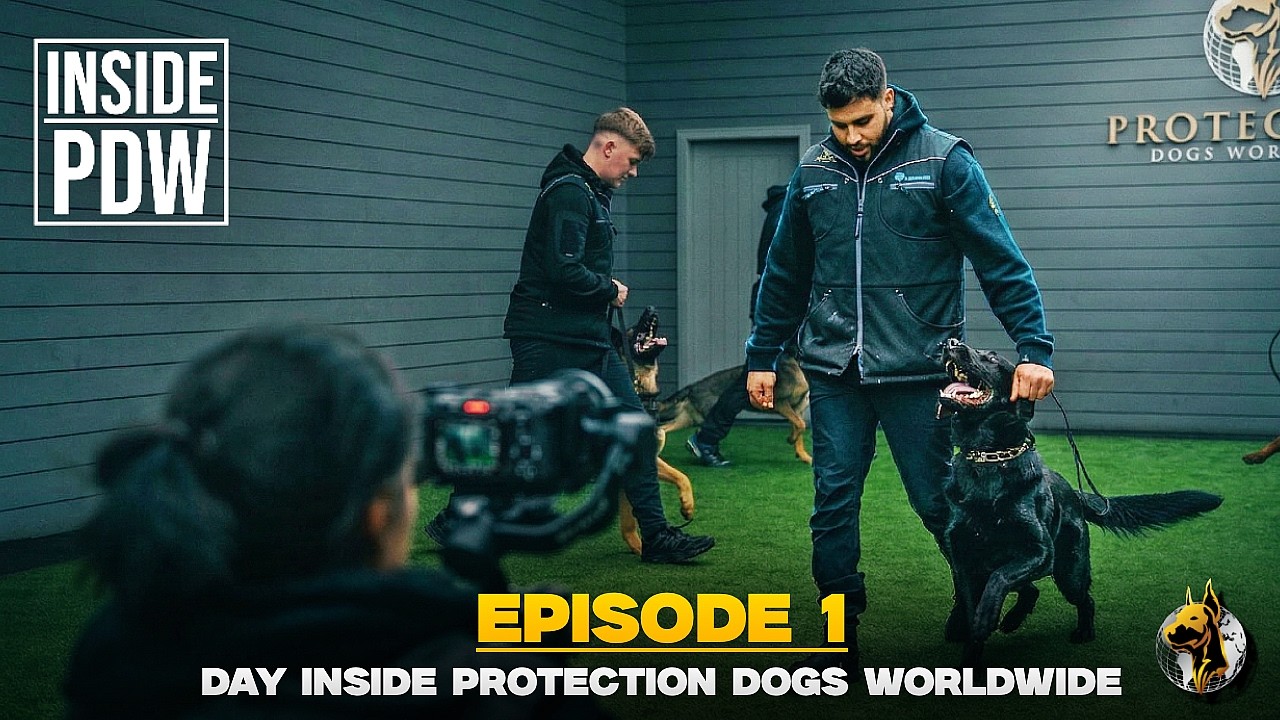 Один день из жизни сторожевых собак по всему миру | INSIDE PDW, эпизод 1