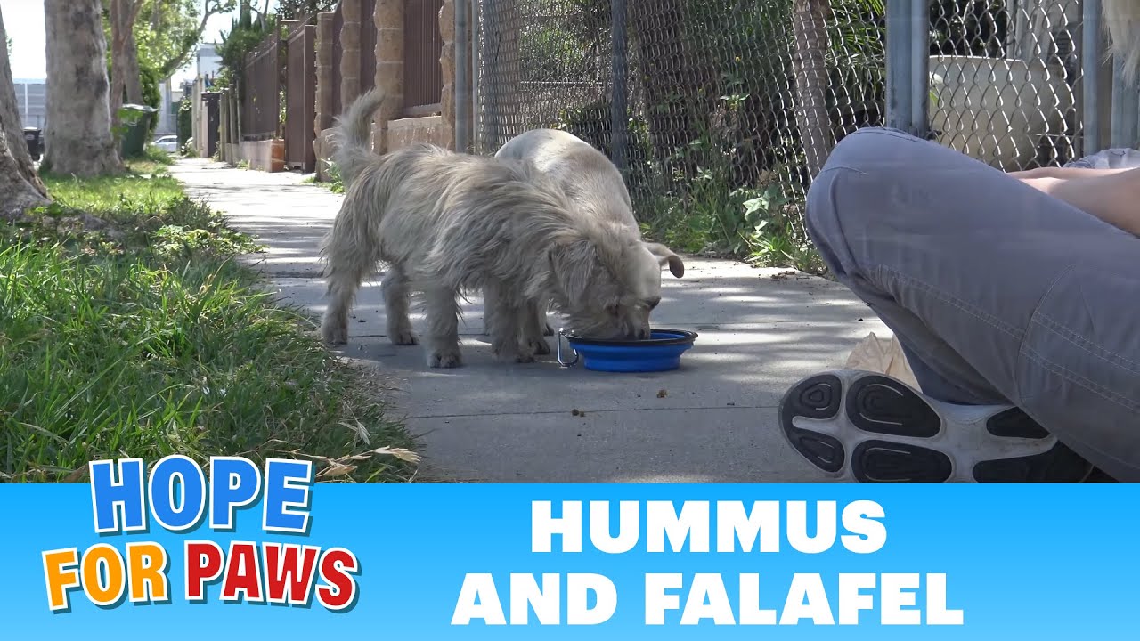 Big dogs attacked this defenseless homeless pair and we put an end to it! #terriers