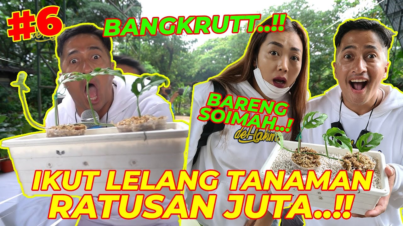 #EPS06 TANAMAN SOIMAH | BANGKRUUTTT LELANG TANAMAN SAMPE 100JUTA..!!