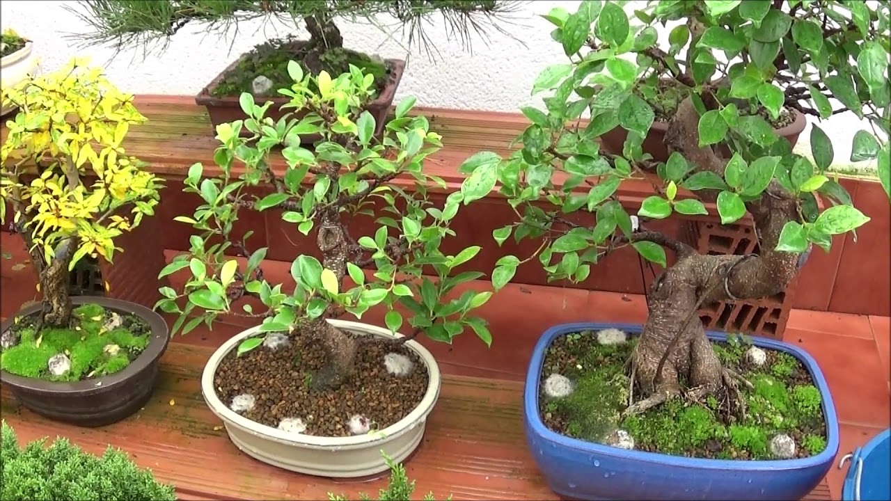 Paseo por mi zona de bonsai, oto&ntilde;ada