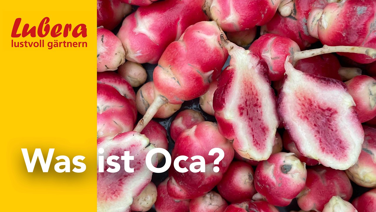 Knolliger Sauerklee: Oca, exotische Knollen f&uuml;r deinen Garten