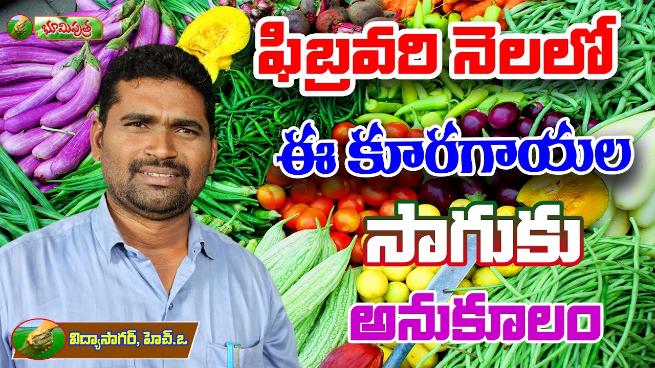 ఫిబ్రవరి నెల ఈ కూరగాయల సాగుకు అనుకూలం | february month crops |bhumiputhra telugu