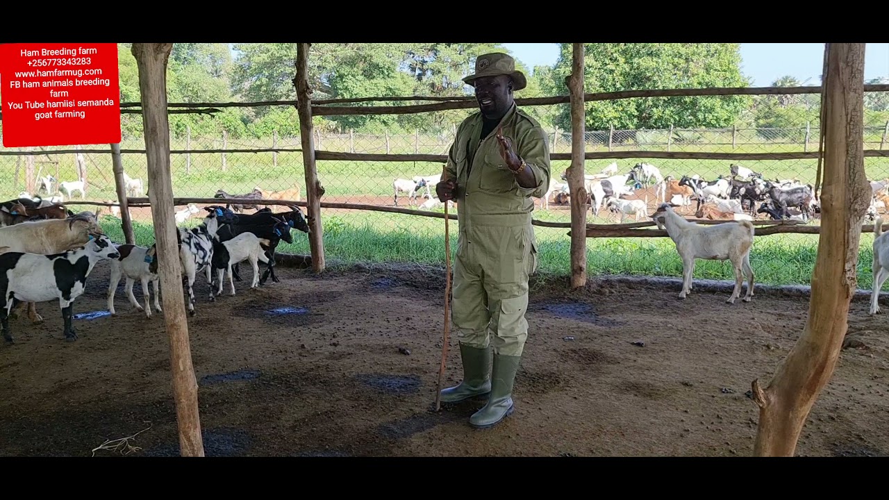 Effects of poor Hygiene in goats by hamiisi semanda +256773343283
