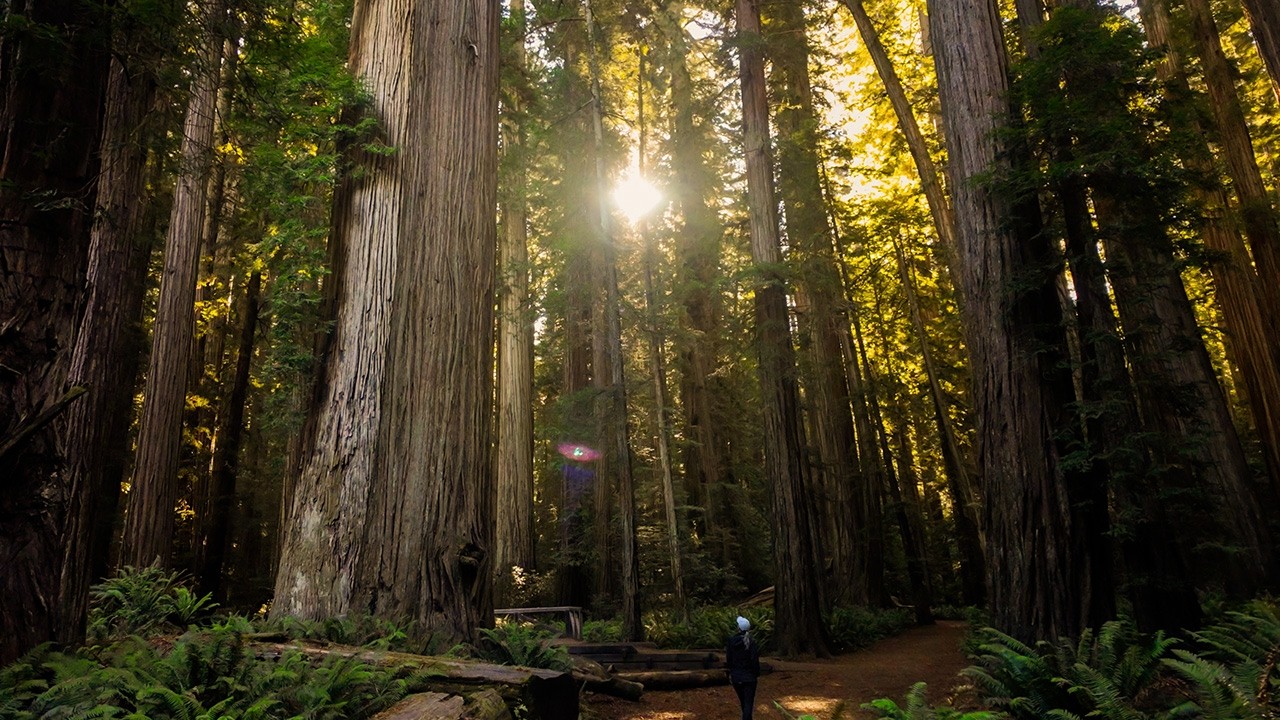 Jedediah Smith State Park