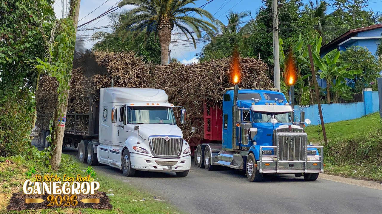 Jamaica Cane Truckers | In Action | S02E03 | Cane Crop 2026 | Bigrigs | Loud Jakes | Worthy Park