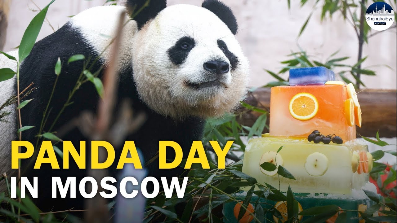 Moscow Zoo prepares colorful cake for two giant pandas, celebrating annual Panda Day