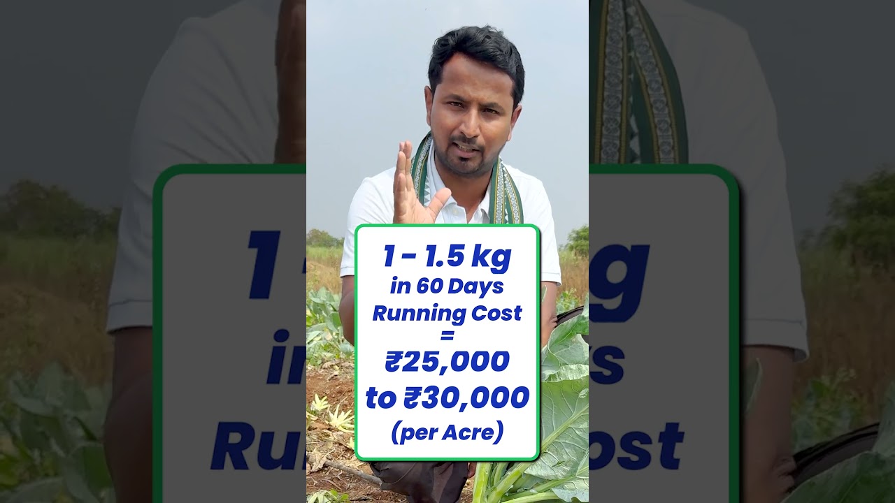 राजू 1 का 10 करने वाली Scheme🤑💰 #indianfarmer #shorts