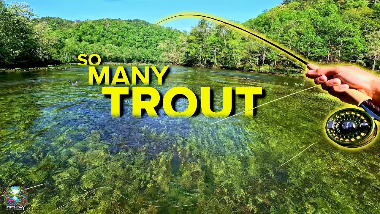 This Beginner Friendly Rig Catches TONS OF TROUT! (Fly Fishing the Hiwassee River)
