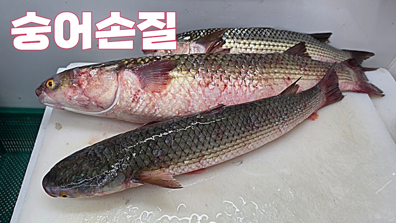 오늘의 숭어손질 #생선손질 
