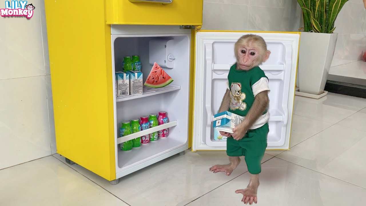 Monkey Lily so happy with a special gift from dad
