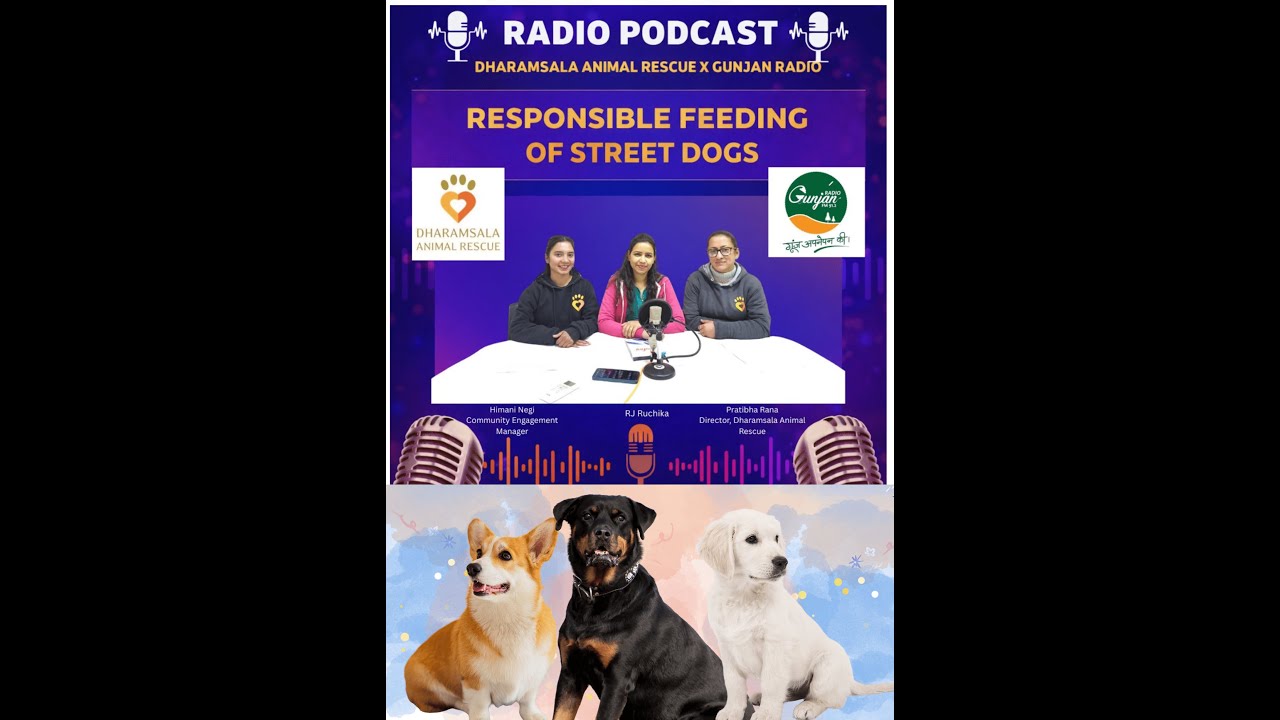 Responsible Feeding of Street Dogs
