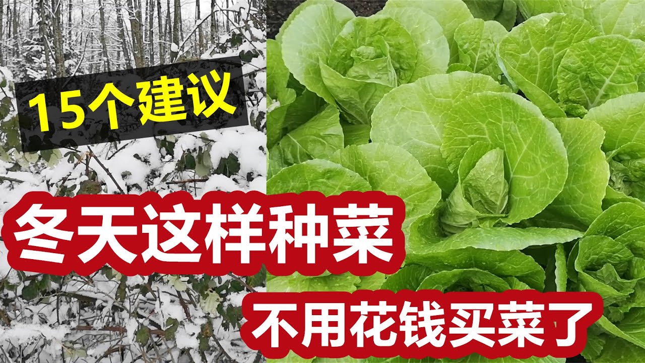 全面概括冬天种菜的15个建议🔑没有种不出来的菜只有不想种的菜 15 Tips to grow vegetables in cold winter successfully