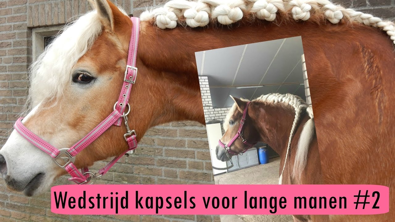 (DRESSUUR) KNOTTEN IN LANGE MANEN?? | Haflingers King & Beau Vlog #32