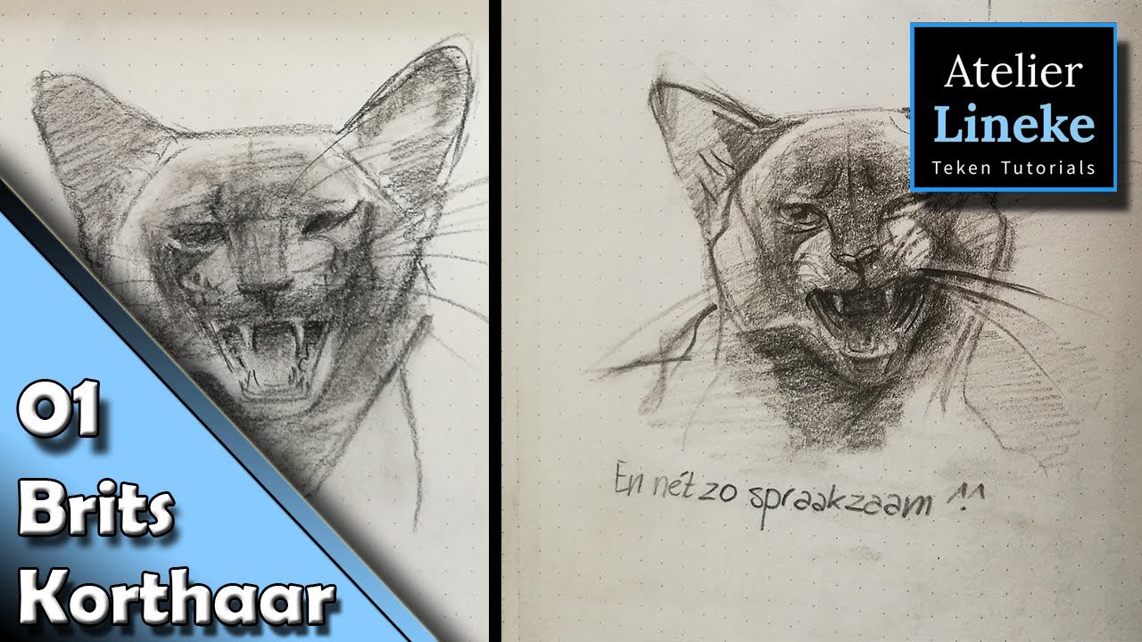 Hoe teken je een Kat 08 Balinees - 50 katten tekenen Challenge!!