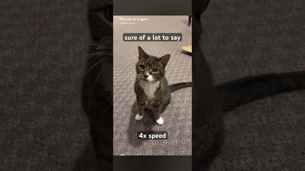 Cat at 4x speed
