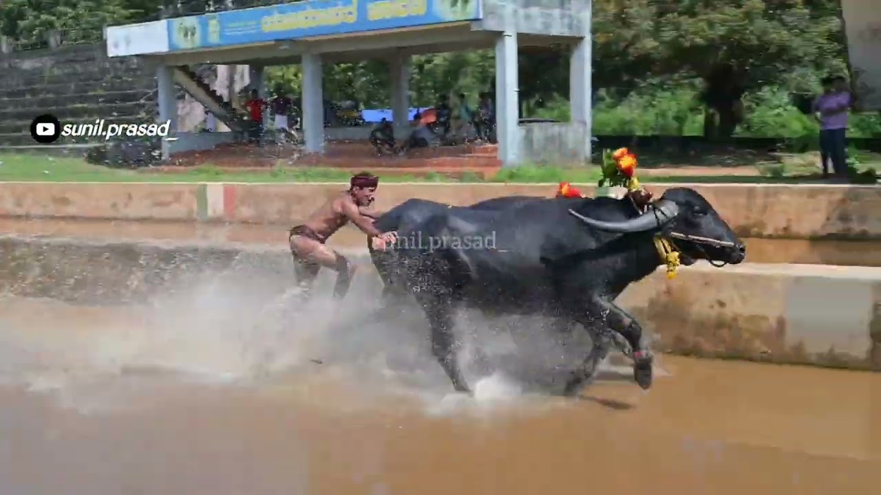 KARKALA | KOOLURU+KONDOTTU | PADAVU KANADKA | BOLARA | KAMBALA PRACTICE | MIYAR
