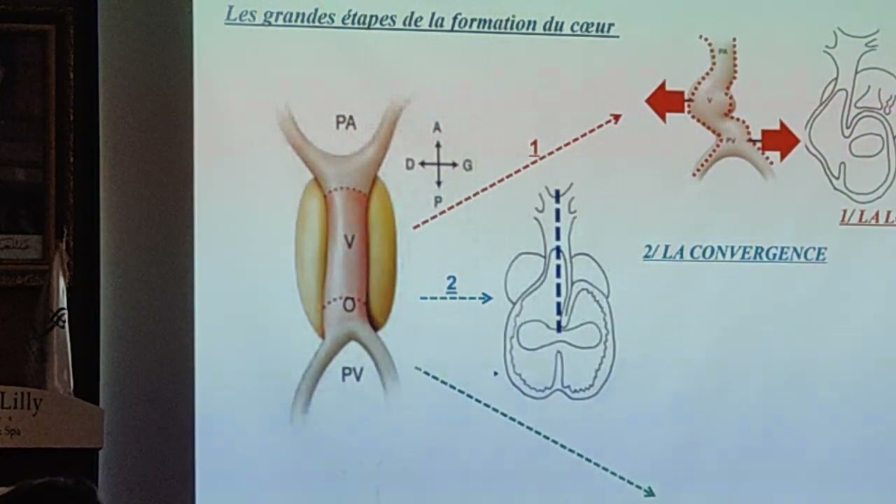 Coeur foetal dr kerbi