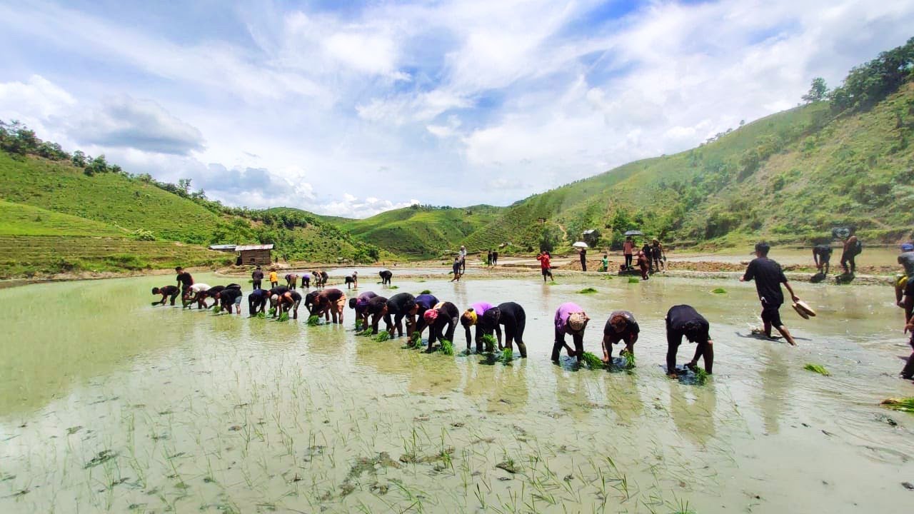 Village life in NE India || Paddy Transplantation  || Shomai Lovisho 2021||