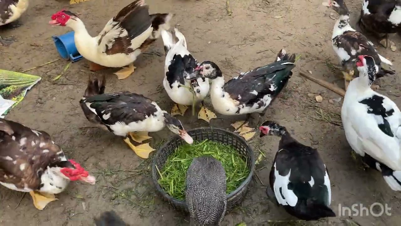 চিনা হাস ডিম দেওয়ার লক্ষন কি কি ।কি দেখলে বুঝতে পারবেন চিনা হাস ডিমে আসচ্ছে।