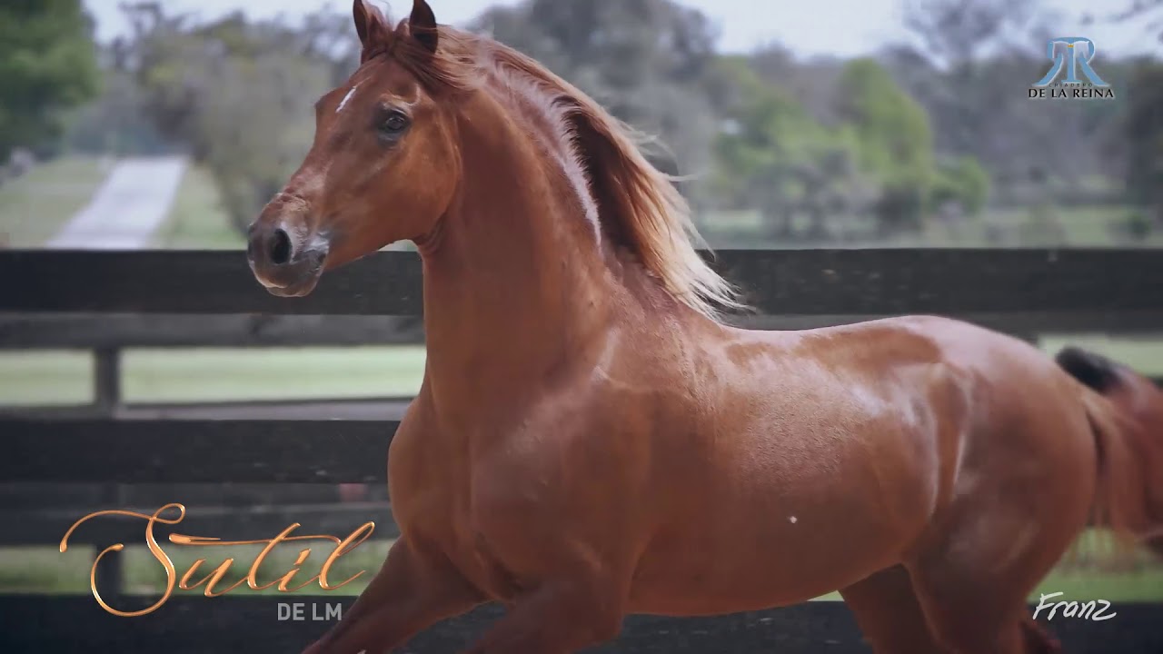CRIADERO DE LA REINA PASO FINO BREEDER FROM PUERTO RICO