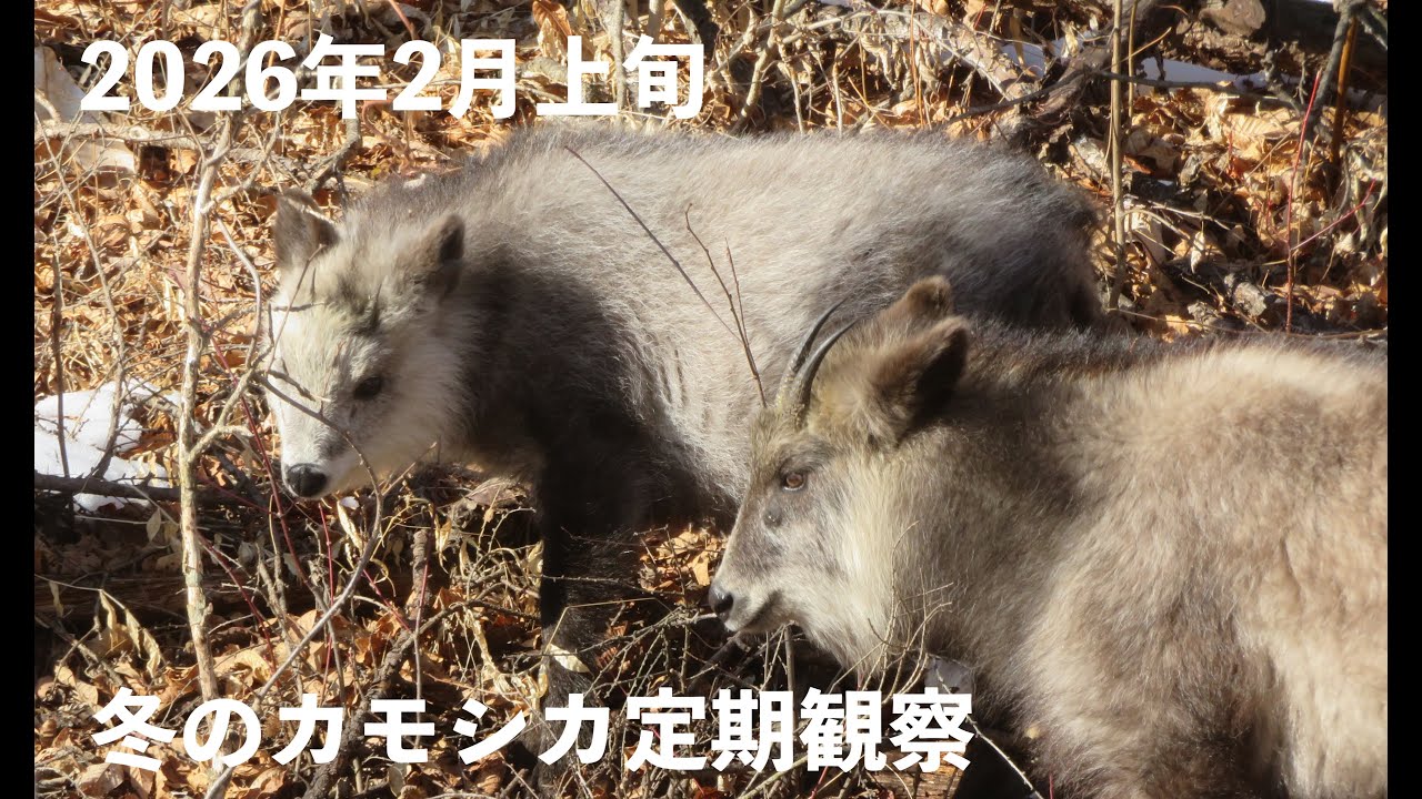 冬のカモシカ定期観察　異常なし