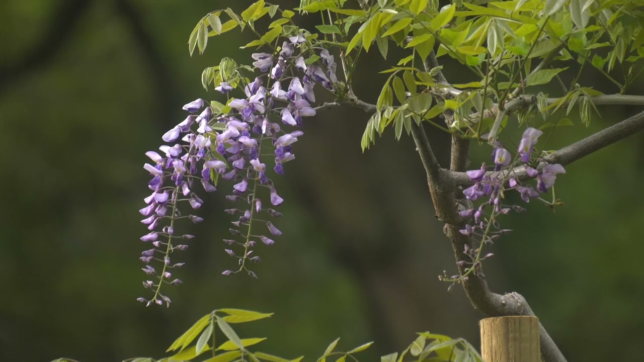 萬葉植物園（御衣黄）〜春日大社・多賀神社〜砂ずりの藤