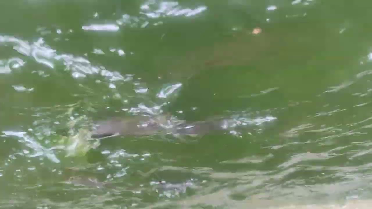 Bisakah Ikan PATIN jadi Lele?