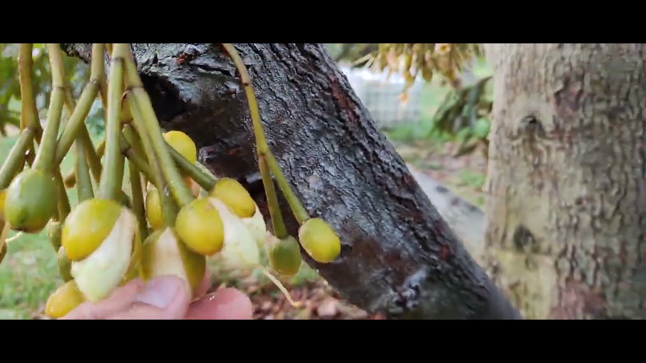 Lý Do Bông Sự Riêng Nở Sớm, Nở Không Bung, Bông Nở Yếu...? 