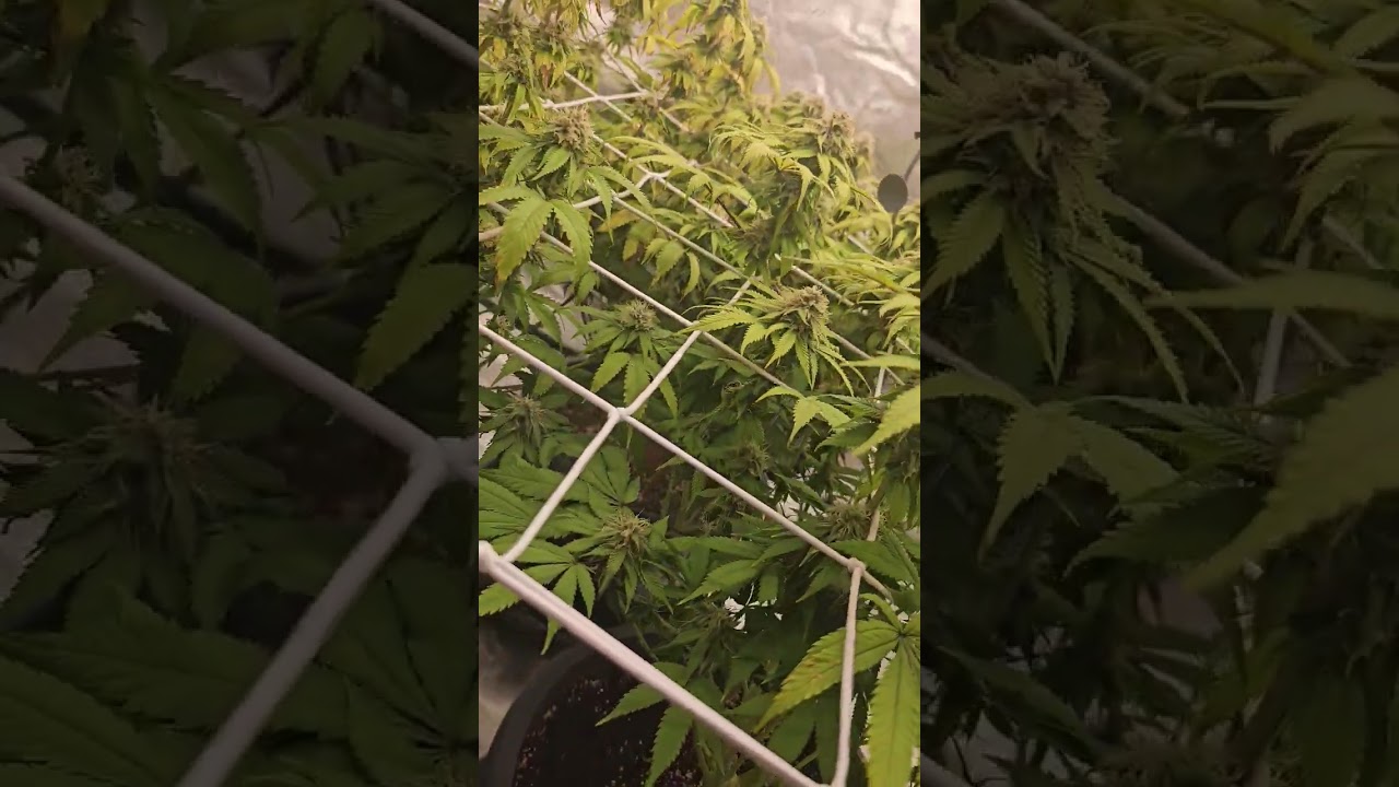 Super Lemon Haze by Greenhouse Seeds. Day 36 of Flower #greenhouse #indoor #lemon #smoke #funny #bud