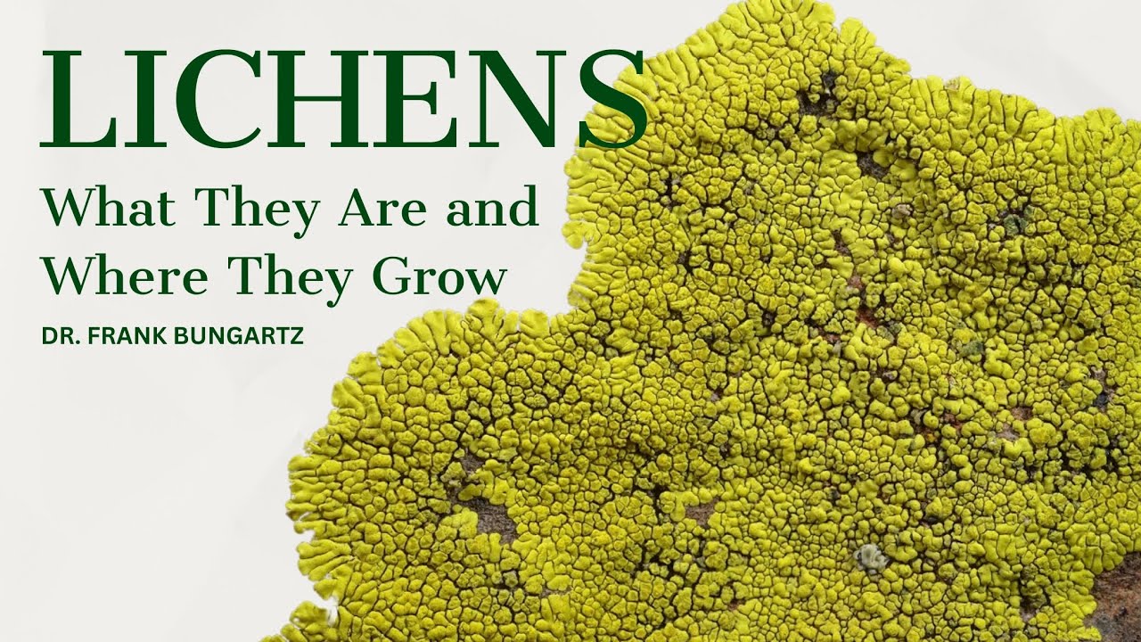 Lichens: What They Are and Where They Grow