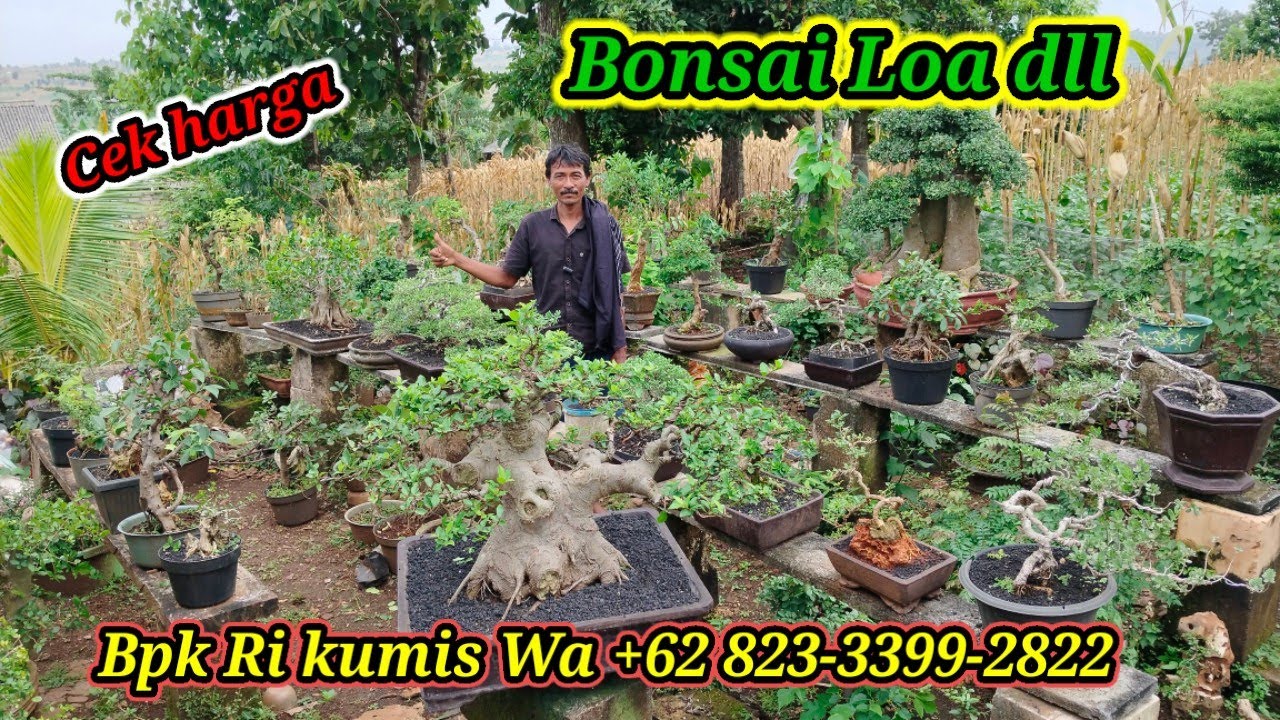 Cek harga Bonsai Lia dll koleksi Bpk Ri Kumis WA +62 823-3399-2822