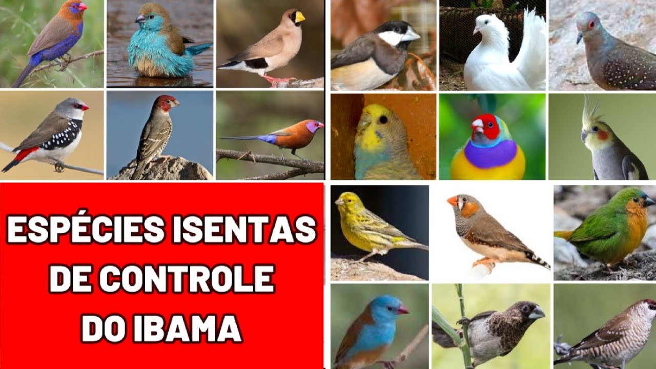 LISTA DE PÁSSAROS PERMITIDOS PELO IBAMA #passaros #aves