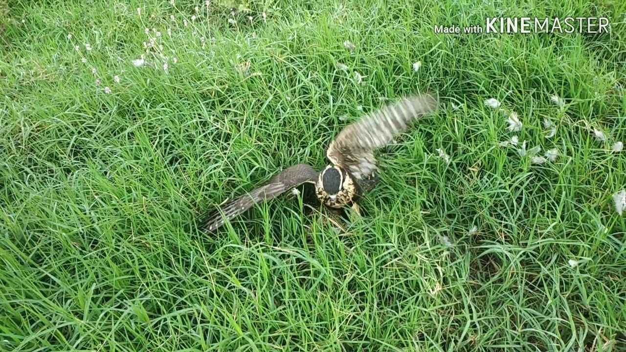 Cetrería con aplomado pasajero (falco femoralis) trampeado, adiestramiento, caza real, liberación.