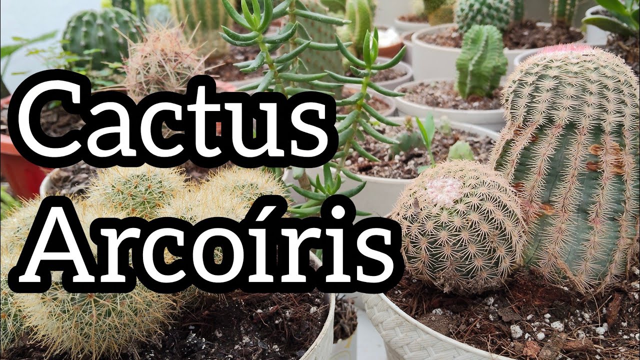Cactus Arcoiris - Echinocereus Rigidissimus