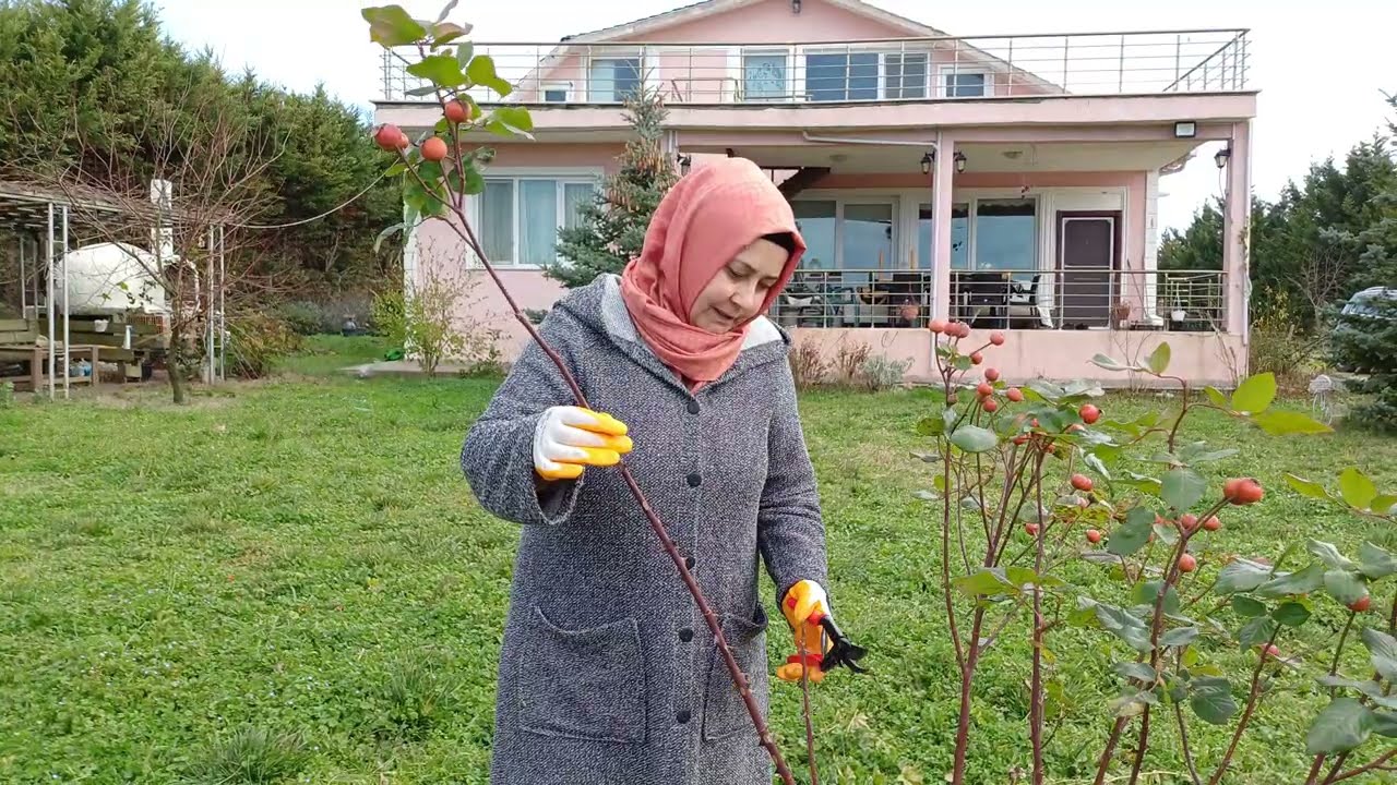 Gül Budaması Nasıl Olur. Tüm Detaylarıyla Güllerde Kış Budaması.
