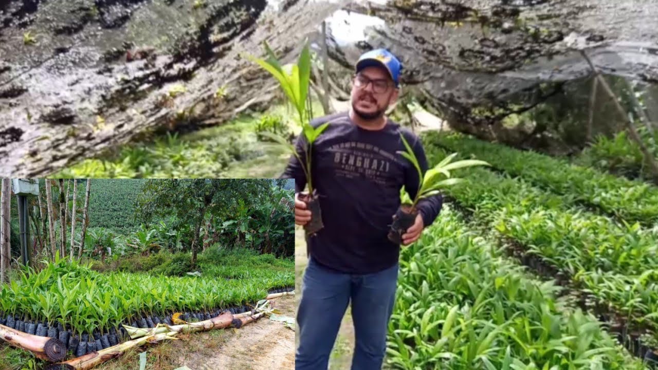 comprei 10 mil mudas de palmito pupunha gratidão a todos