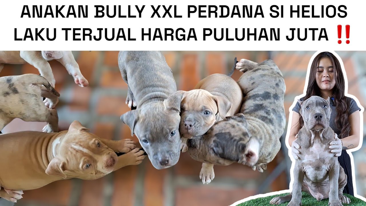 PUPPIES PERDANA SI HELIOS BULLY XXL MERLE TERBESAR INDONESIA ‼️ LAKU HARGA 80 JUTA ‼️