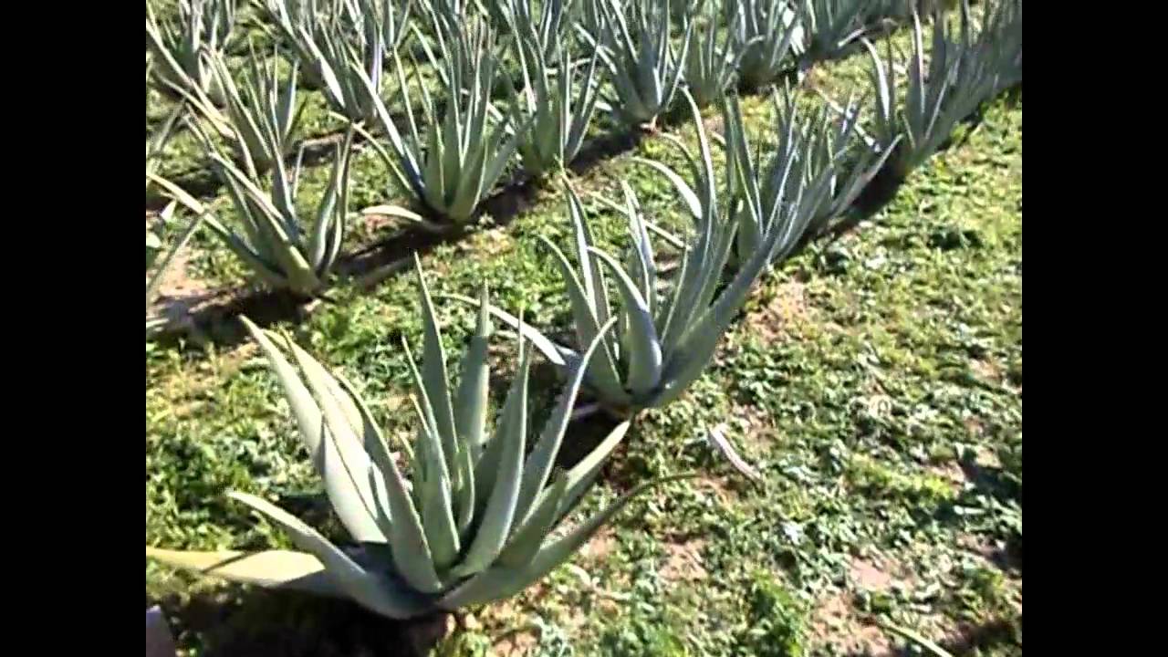 Aloe Barbadensis Miller Crete