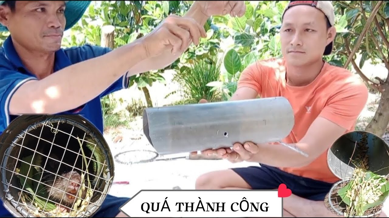 Sáng Tạo Bẫy Chuột Cống Nhum Bằng Ống nước Quá Hiệu Quả . Săn Bắt Quê Tôi TV #67