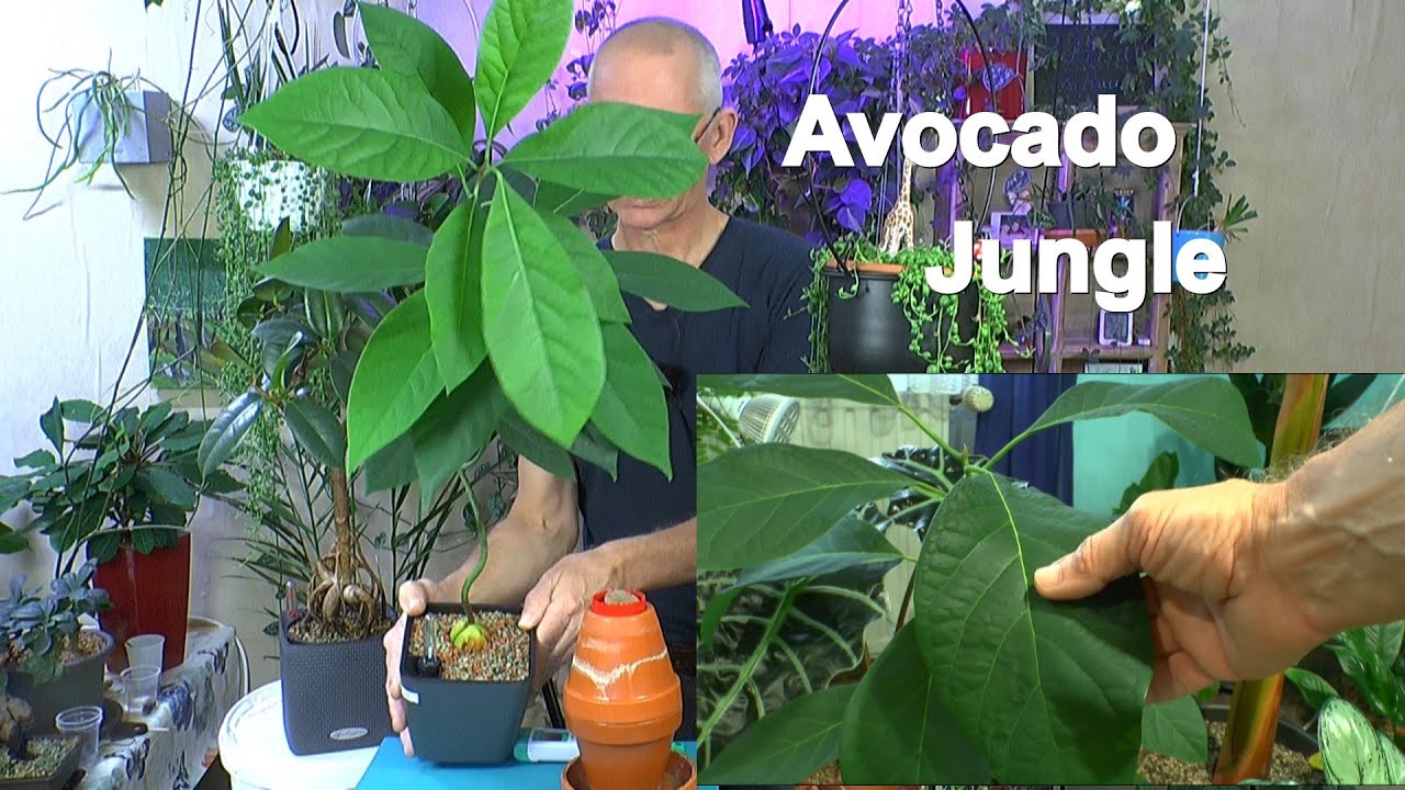 Avocadopflanzen im Haus und Garten Dschungeltour mit Avocado und vielen zauberhaften Pflanzen