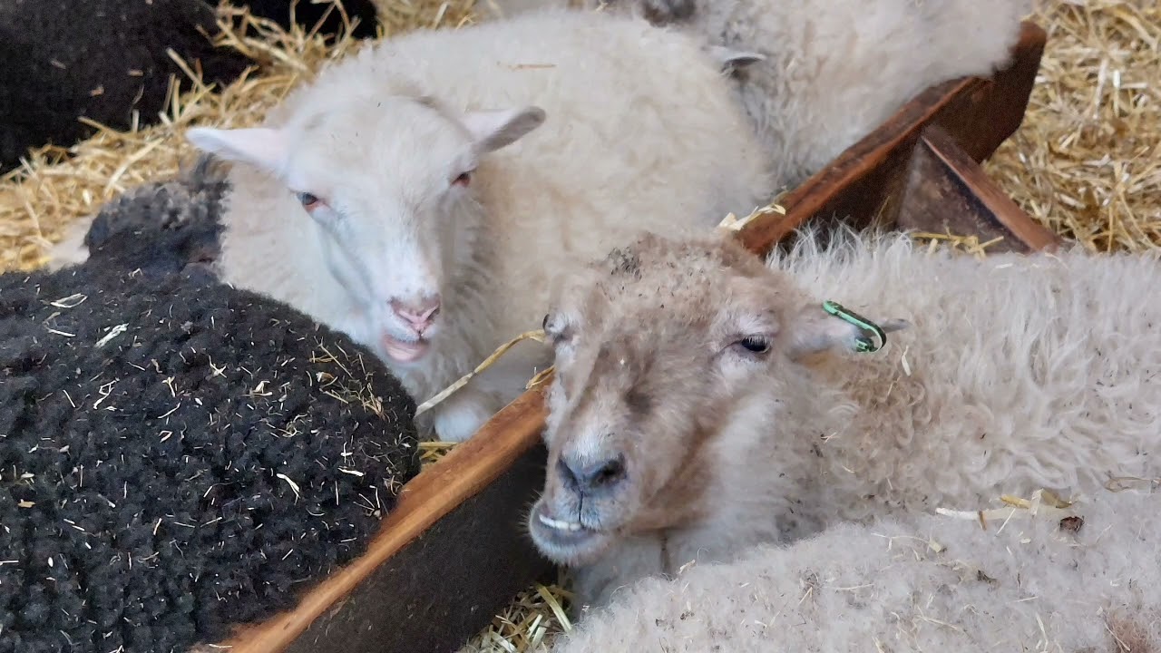 Vlog 4 schapen Boerderij texel 2025