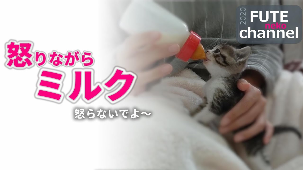 【生後20日目】保護翌日の激おこ子猫のミルクの様子シャーと言いながらも飲むのかい？【保護子猫】
