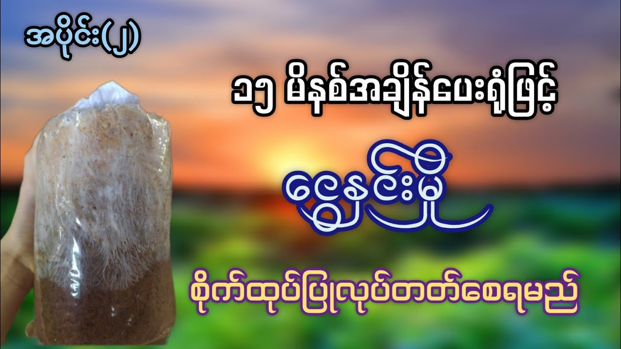 ငွေနှင်းမှိုစိုက်ပျိုးထုတ်လုပ်နည်းအပိုင်း၂ မှိုမျိုးထုတ်လုပ်နည်း မှိုပျိုးထုပ်လုပ်နည်း #mushroom