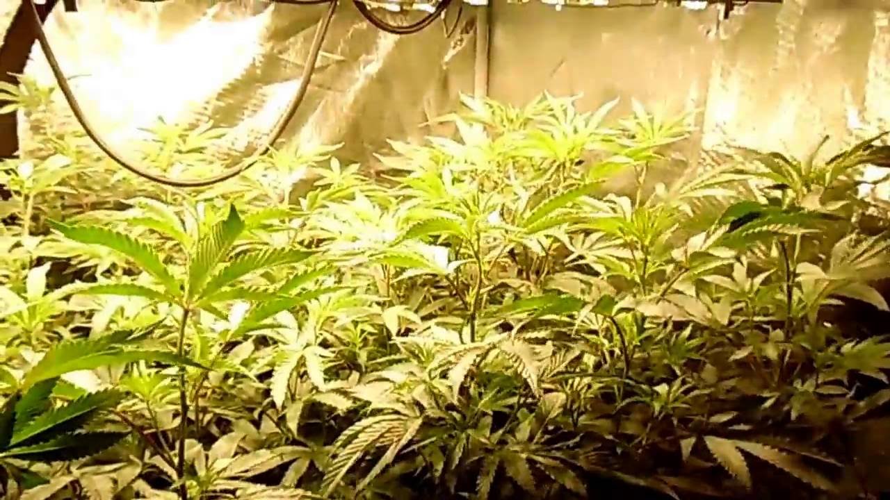 Organic soil and Cyco nutrient side by side  Day 1 week 2 flower